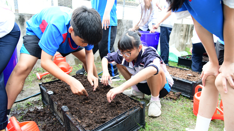 學生學習小白菜種植技巧