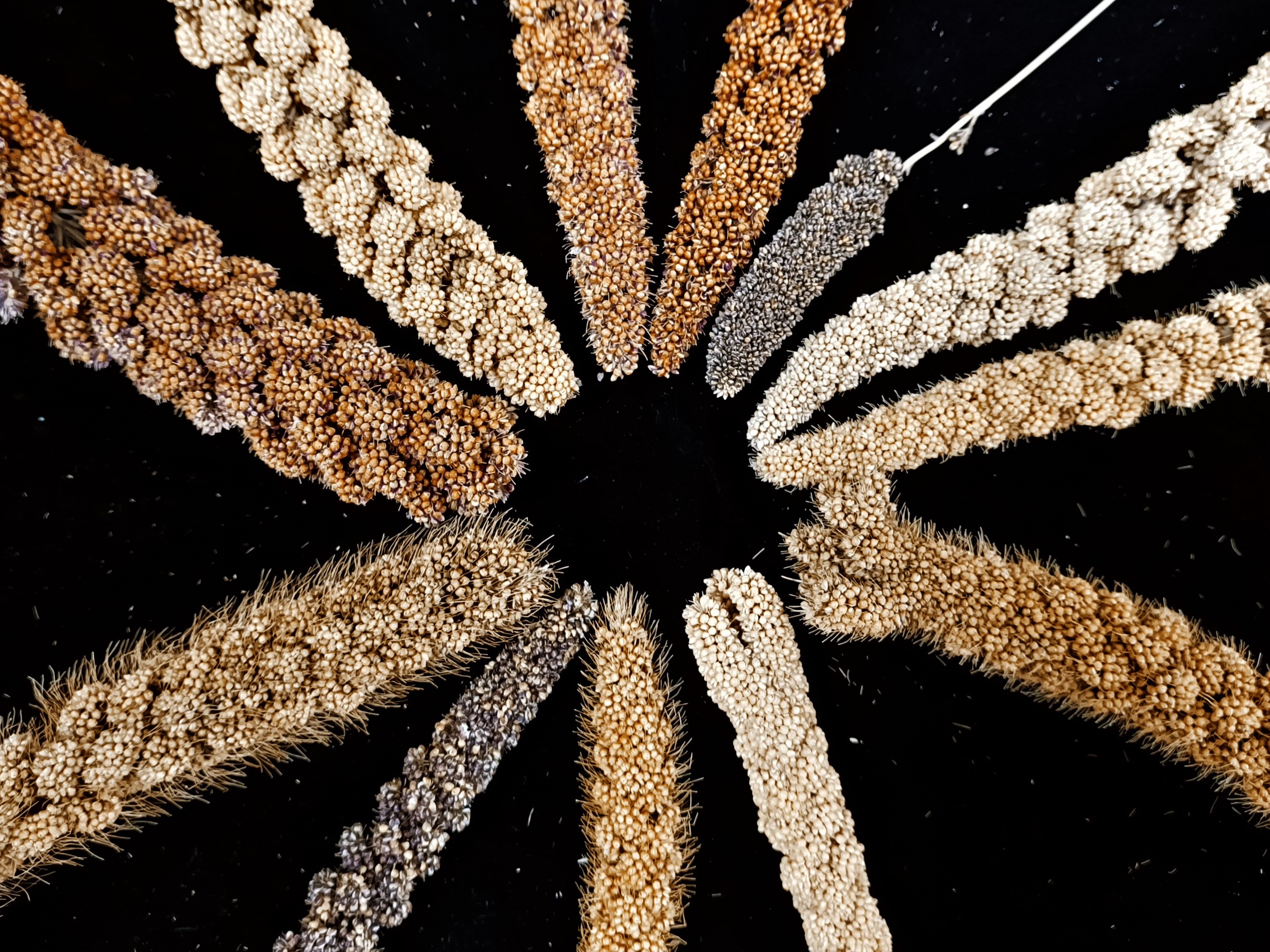 小米種子特性與保種方法