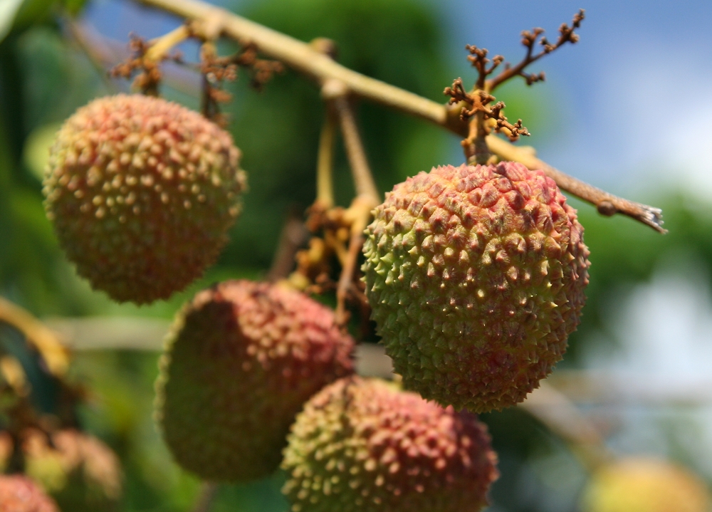 玉荷包荔枝圖片
