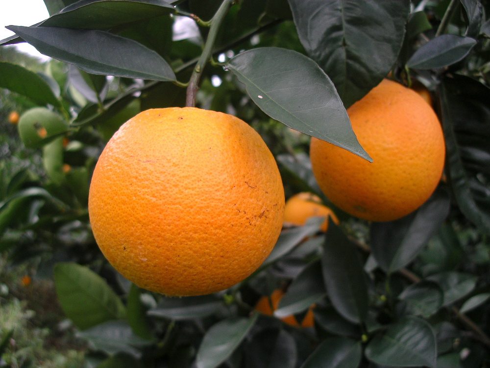 晚崙西亞橙(香丁)圖片