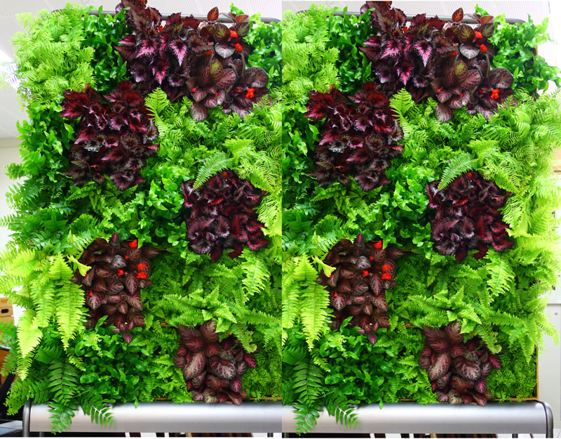 腎蕨臺東1號耐候性強，管理容易，適合綠牆使用，極具都市綠美化應用潛力