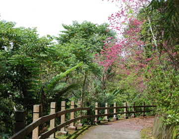 金針山休閒農業區步道