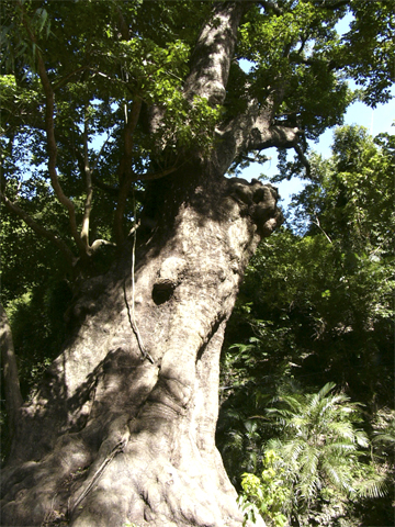 百年茄冬巨樹