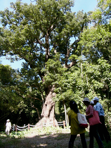 百年茄冬巨樹 百年茄冬巨樹