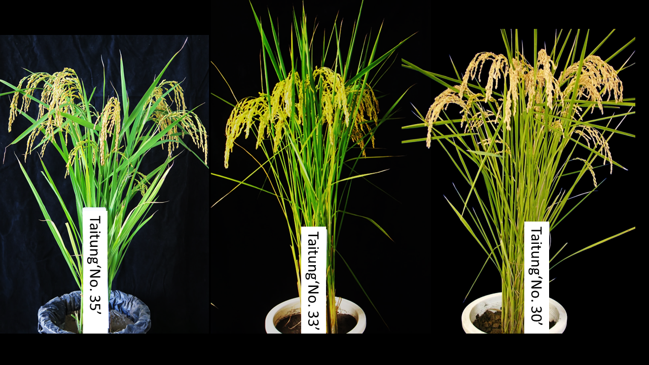 Taitung‘No. 35’、 Taitung‘No. 33’ and Taitung‘No. 30’ rice Taitung‘No. 35’、 Taitung‘No. 33’ and Taitung‘No. 30’ rice