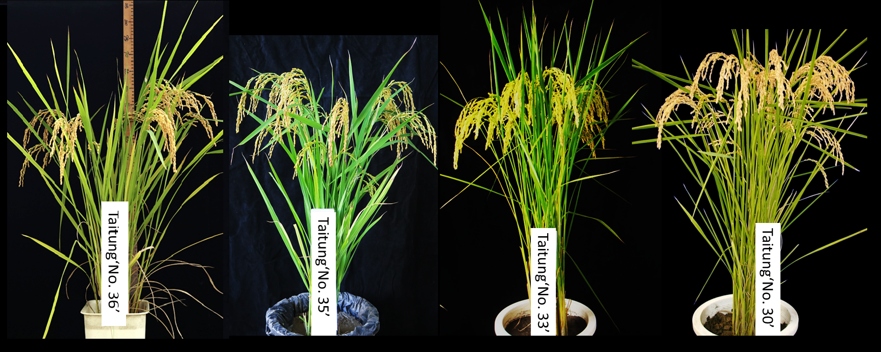 Taitung‘No. 35’、 Taitung‘No. 33’ and Taitung‘No. 30’ rice