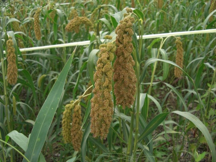 Taitung‘No. 8’millet