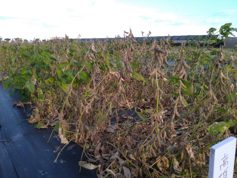 Ripe‘Kaohsiung selecled No. 10’soybeans in a field