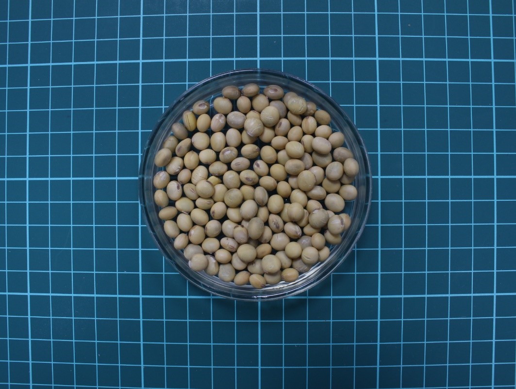 Ripe‘Kaohsiung selecled No. 10’soybean seeds