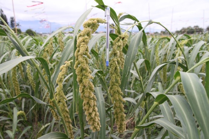 Taitung‘No. 9’millet