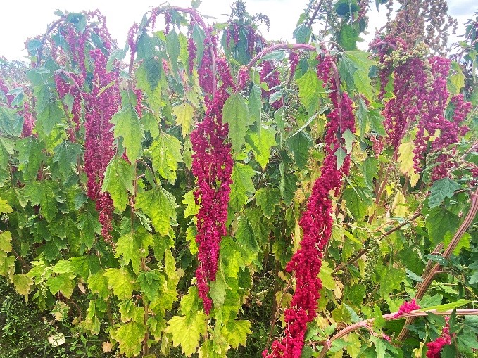 ‘Taitung No. 1’djulis