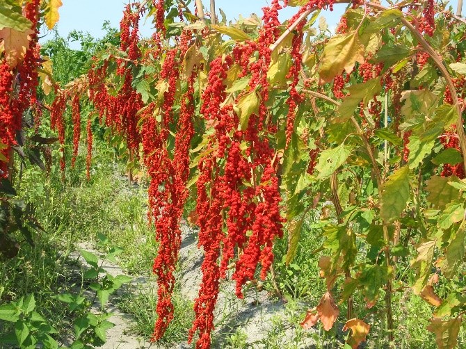 ‘Taitung No. 2’-Morning djulis