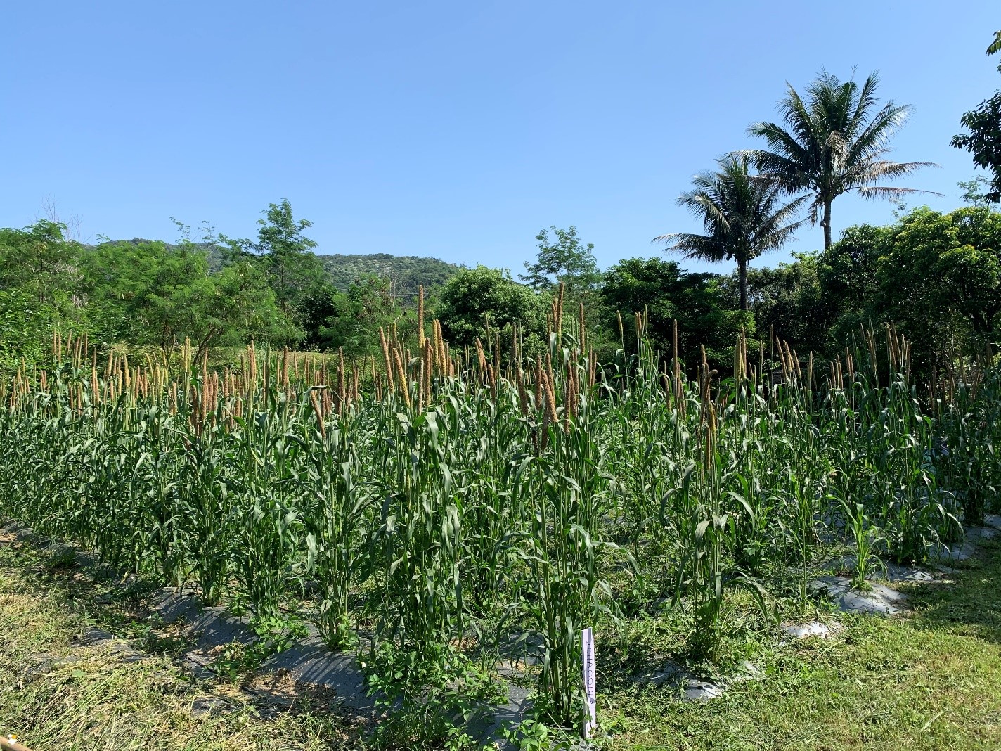 Heading pearl millet