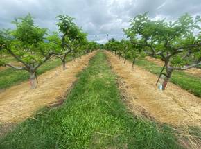 Rice straw covering the ground in a sugar apple orchard.