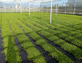 The TTDARES has established a seed-production method and expects straggler daisies to become another groundcover choice for farmers in the future.