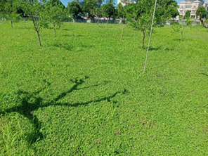 Straggler daisies in an orchard not only beautify but also reduce the need to mow weeds, thus reducing labor costs.