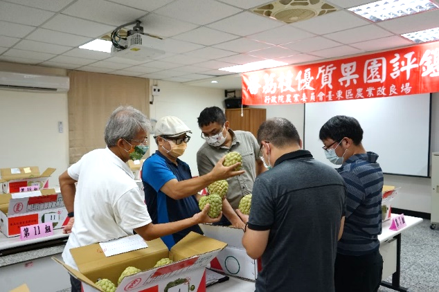 Evaluation of an outstanding sugar apple orchard. Evaluation of an outstanding sugar apple orchard.