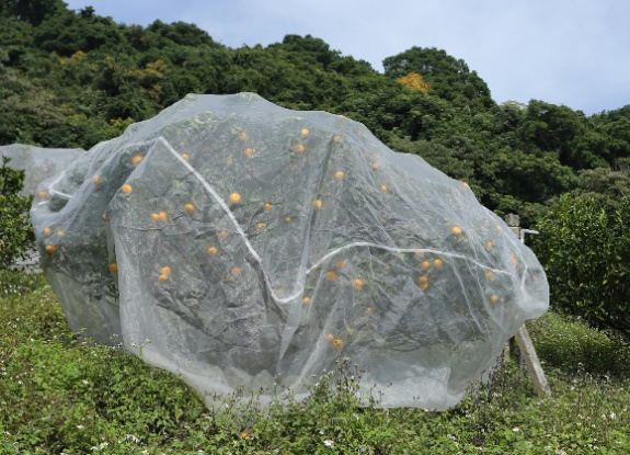 Ecofriendly monkey control for fruit trees.