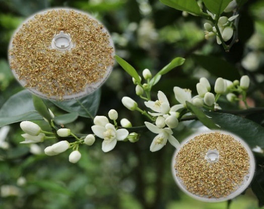 Drying of organic navel orange blossoms.