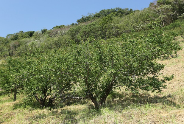 Dwarfing of plum trees via pruning.