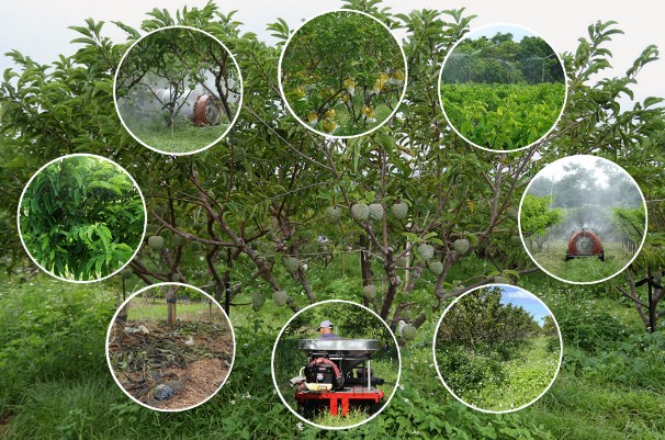 Organic sugar apple pest and disease integrated management techniques.