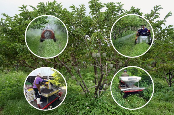 Organic sugar apple fertilization and cultivation integrated management techniques.