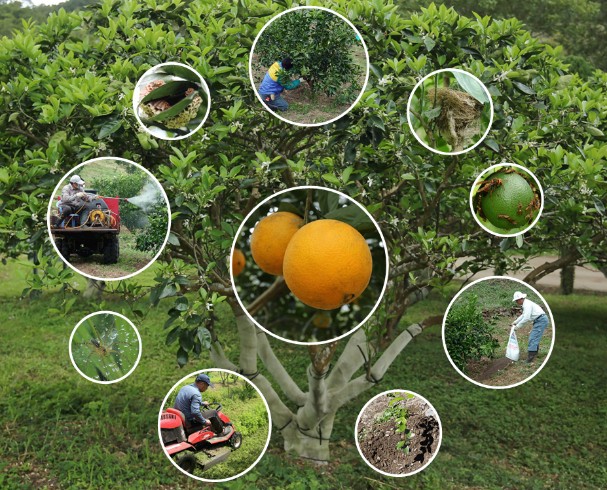 Eco-friendly navel orange cultivation management techniques.
