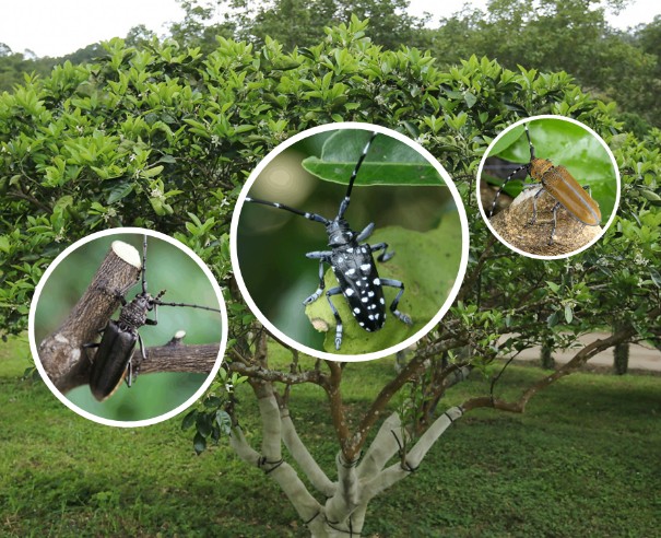 Eco-friendly integrated techniques for longicorn beetle control.