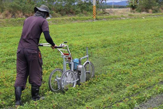 Minor cereal crop inter-row mower Minor cereal crop inter-row mower