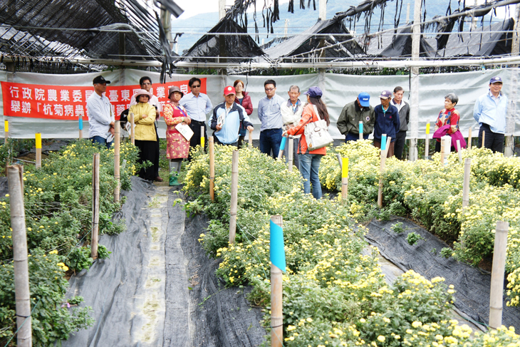 Assistant researcher explains the effects of non-agrochemical pest-control for chrysanthemums.