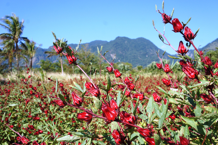 The fields of Taitung become breathtaking each year during the autumn/winter roselle harvest, attracting passing tourists to stop and enjoy their beauty.