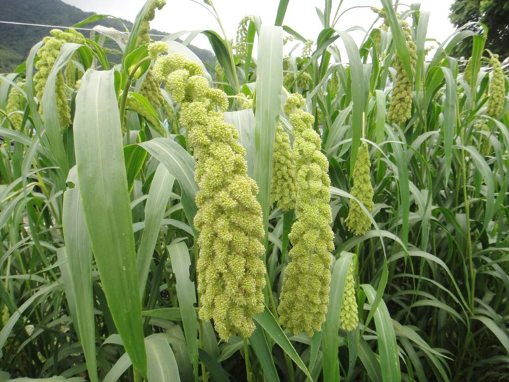 Good results seen in a regional experimental field for millet (a special crop in Taitung).