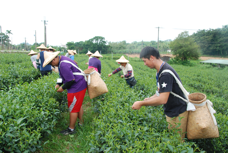 Students picking tea leaves at the Jia Fang Organic Tea Farm.