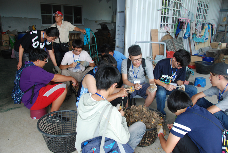 Students analyzing harvested ginger quality at the Taitung Qing Liang Ecology Farm.