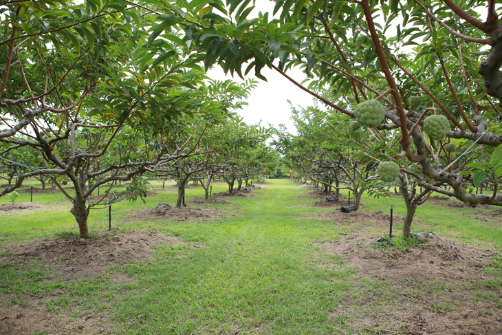 Hong Wen-xian’s sugar apple orchard.