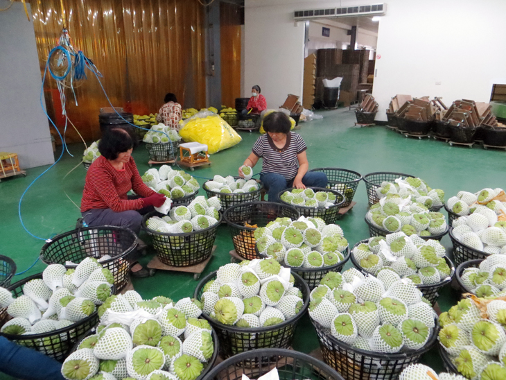 Distribution centers are where atemoyas (a variety of sugar apple) are inspected for quality and separated into grades.