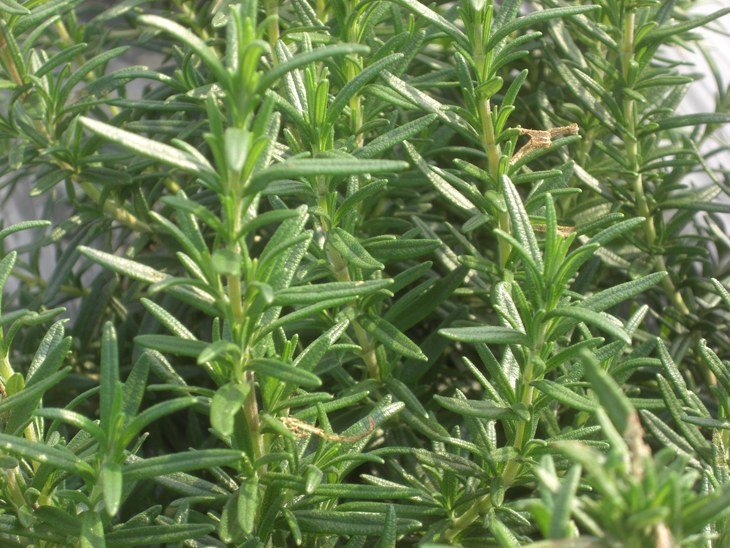 Rosemary is rich in high-quality oil.