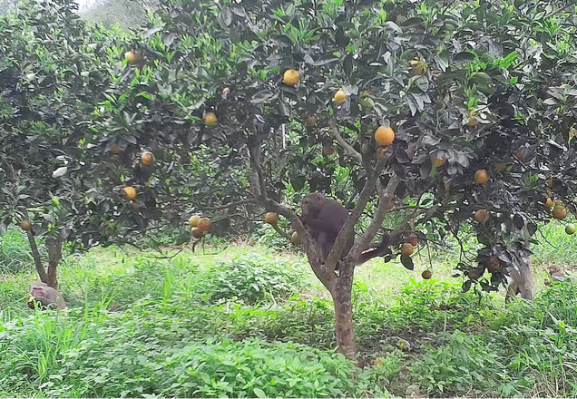 How Formosan macaques react to mesh tree covers (images taken via sensor-activated infrared cameras). ～ Macaques are able to loiter in orchards and eat at their leisure when mesh tree covers are not in use.