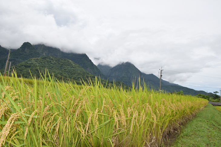 Organic methods produce plump, high-quality rice kernels.