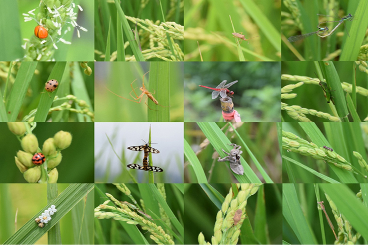 Organic methods are environmentally-friendly, allowing for the coexistence of a variety of insects.