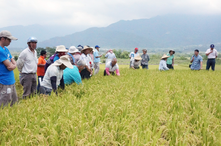 Attendees take a look at the fruits of organic rice farming.