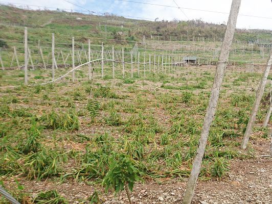 Crops in Taimali were seriously damaged. (Photo courtesy of Taimali Township Administration Office.)