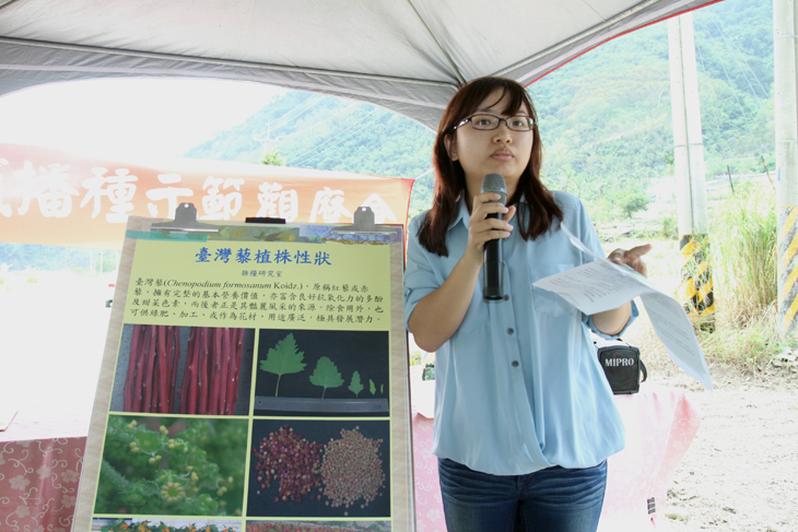 TTDARES assistant researcher Huang shares organic cultivation techniques of Taiwan djulis.