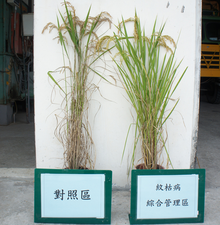 As can be seen in comparison to a rice plant from the control field, the plant that underwent organic sheath blight prevention is in significantly better condition.