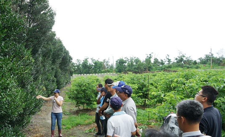 Growers taking a look at a windbreak of Philippine ebony trees.