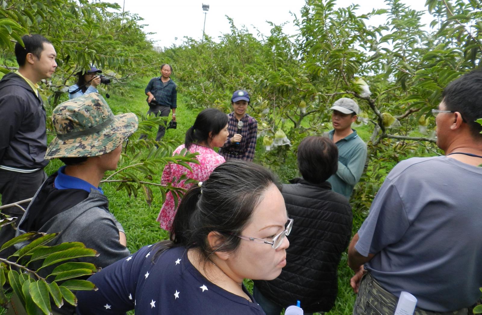 Growers attending the event look at sugar apple trees on site.