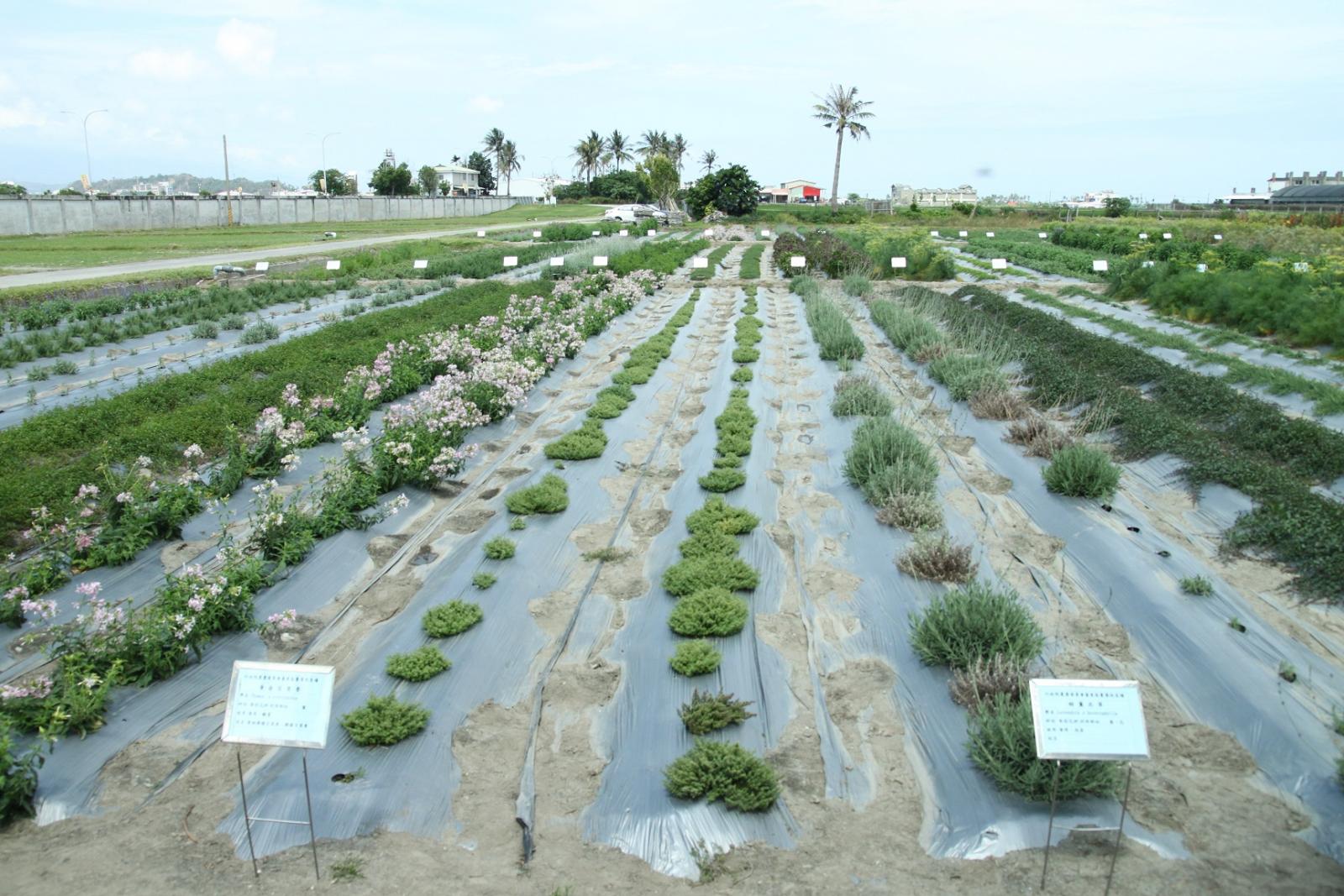 32 herbs being grown at the TTDARES in Fengli.