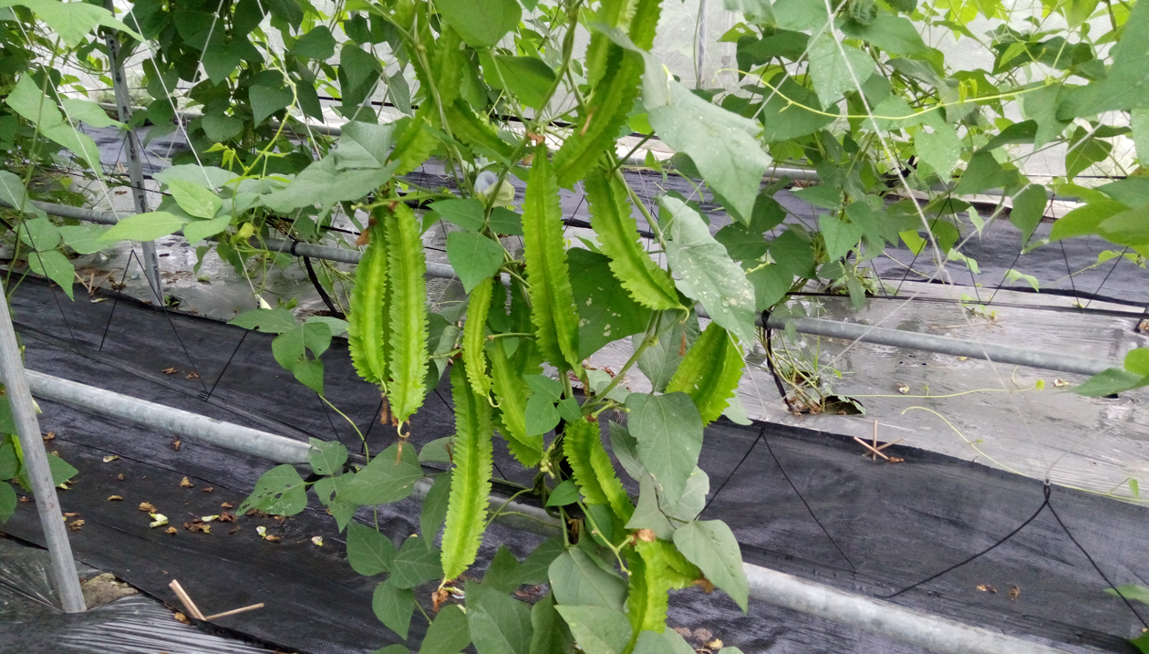 Taitung No. 1 Qingcui produces tender, high-quality pods in spring.