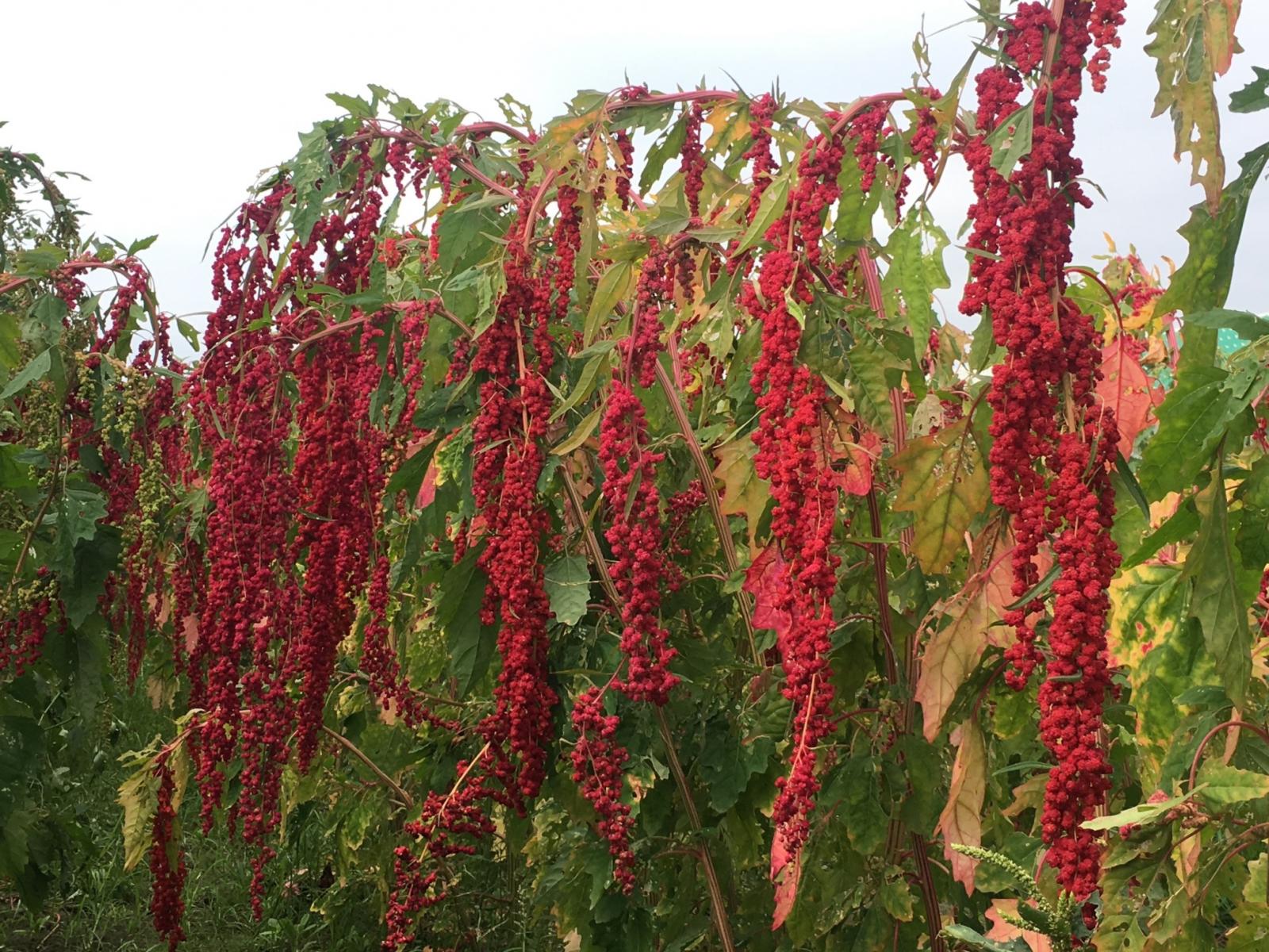 Djulis Taitung No. 1 has red panicle, which are the major market trend.