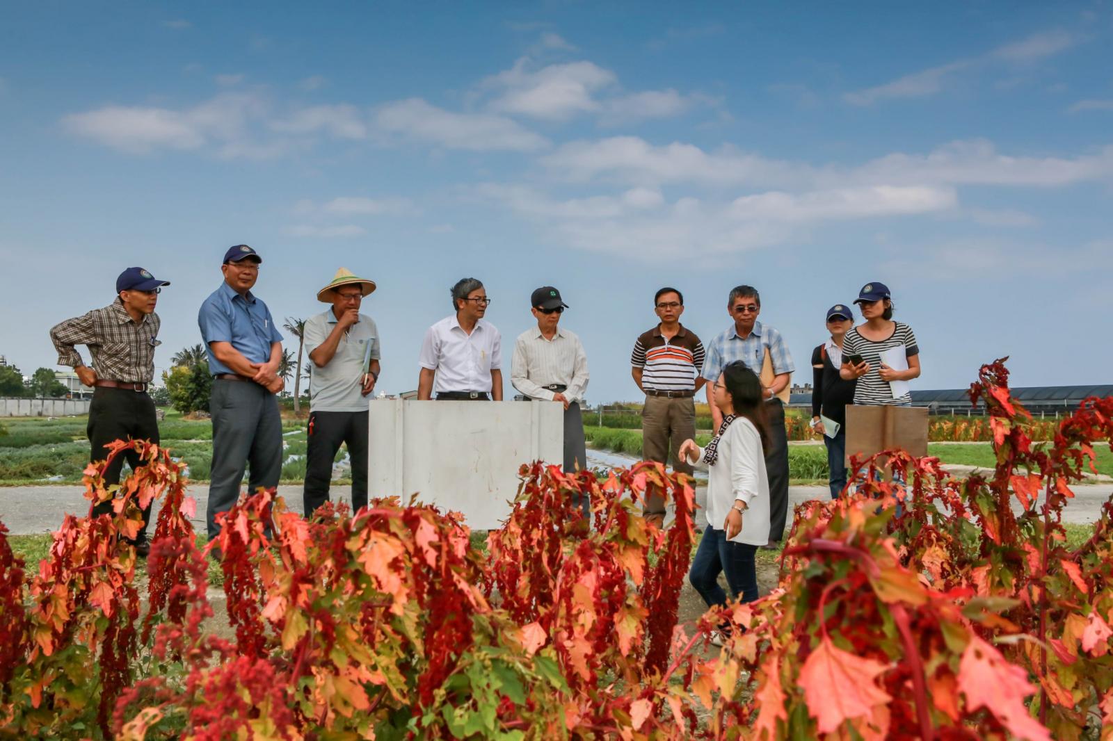 Review committee members inspect djulis Taitung No. 1 in a field.